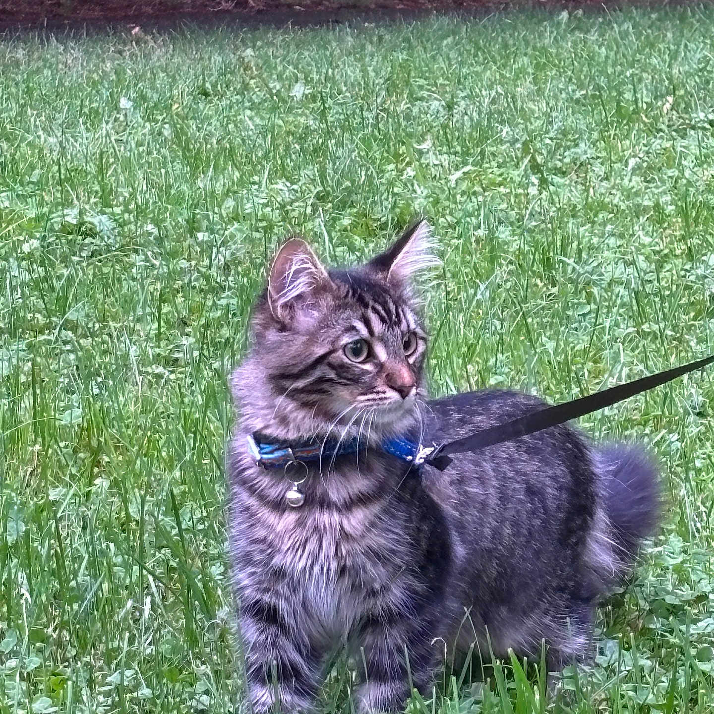 Nelan participe au concours pour gagner de l'argent avec cette photo : accessories, animal, cat, field, grass, grassland, herbal, kitten, lawn, leash, manx, nature, outdoors, pet, plant, strap, sword, vegetation, weapon, yard