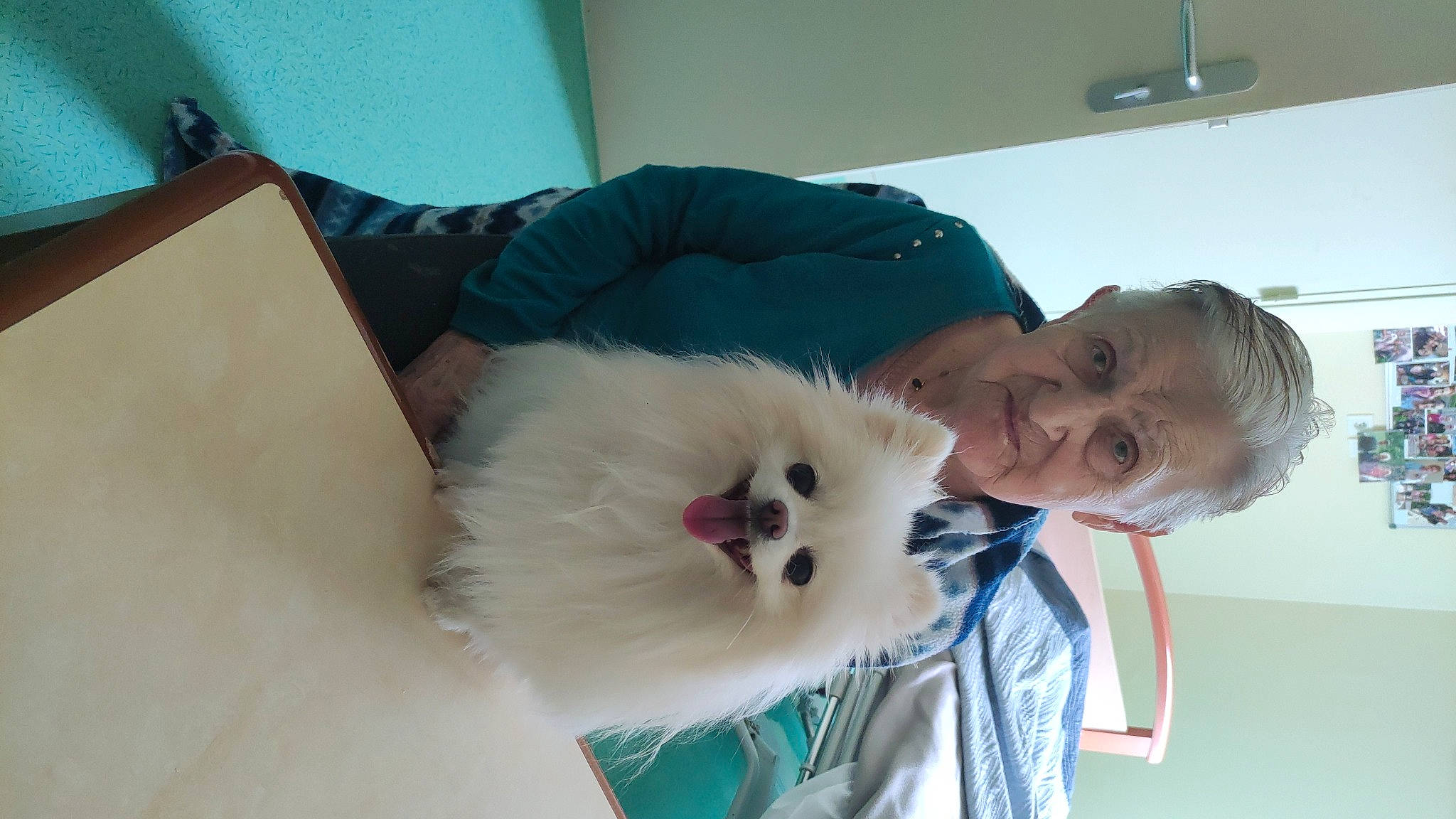 N'Joy a rejoint le concours — aidez-le/la à gagner de superbes lots ! abdomen, carnivore, comfort, companion_dog, couch, dog, dog_breed, felidae, fun, fur, happy, lap, room, small_to_medium_sized_cats, smile, spitz, t_shirt, toy_dog