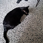 Noirot participe au concours pour gagner de l'argent avec cette photo : abyssinian, accessories, adult, animal, blackcat, cat, clothing, footwear, kitten, leash, male, man, manx, person, pet, shoe, silhouette, slate, strap