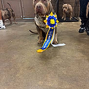 Bullet is registered to the contest to win money with this photo: dog, award, ribbon, indoor, concrete_floor, cage, pet_show, animal, brown_dog, person, sneakers, leash, door, canine, celebration, competition, pride, pet, muzzle, collar
