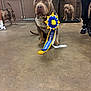 dog, award, ribbon, indoor, concrete_floor, cage, pet_show, animal, brown_dog, person, sneakers, leash, door, canine, celebration, competition, pride, pet, muzzle, collar