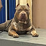 Bullet is registered to the contest to win money with this photo: dog, pitbull, muscular, indoor, table, curtains, ears_cropped, pet, animal, canine, brown, gray_table, paw, leash, closeup, portrait, alert, resting, focused, furniture