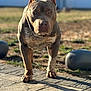 Bullet joined the competition — help win amazing prizes! dog, outdoor, sunlight, pavement, pet, animal, muscular, ears, shadow, backyard, fence, grass, blurred_background, standing, brown_coat, alert, canine, daylight, nature, closeup