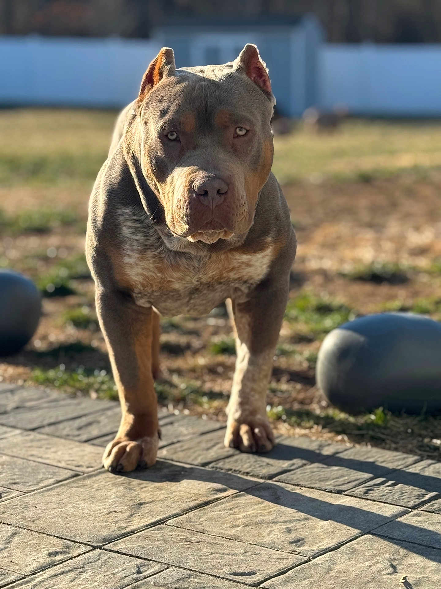 Bullet joined the competition — help win amazing prizes! dog, outdoor, sunlight, pavement, pet, animal, muscular, ears, shadow, backyard, fence, grass, blurred_background, standing, brown_coat, alert, canine, daylight, nature, closeup