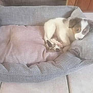 Mojito a rejoint le concours — aidez-le/la à gagner de superbes lots ! animal, canine, comfort, cozy, cute, dog_bed, domestic_animal, fur, home, indoor, pet, plush_toy, puppy, relaxed, resting, sleepy, small_dog, tile_floor, white_and_brown, young_dog