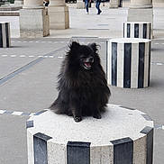 Bella participe au concours pour gagner de l'argent avec cette photo : dog, black_dog, fluffy, pedestal, outdoor, urban, columns, people, walking, happy, portrait, street, architecture, cylindrical_pedestal, sidewalk, daylight, smiling, small_dog, black_and_white, public_space