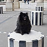 dog, black_dog, fluffy, pedestal, outdoor, urban, columns, people, walking, happy, portrait, street, architecture, cylindrical_pedestal, sidewalk, daylight, smiling, small_dog, black_and_white, public_space