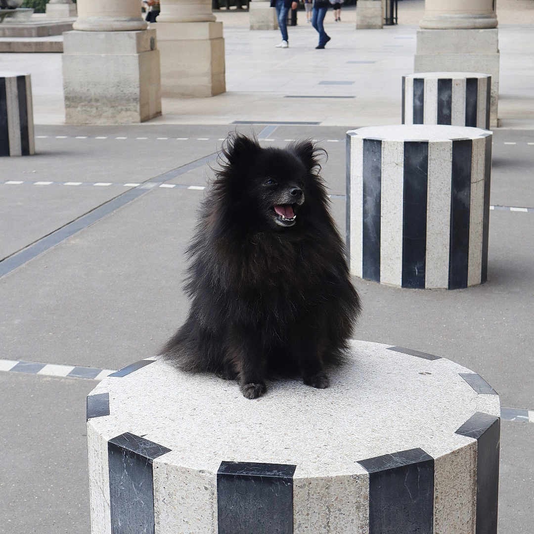 Bella participe au concours pour gagner de l'argent avec cette photo : dog, black_dog, fluffy, pedestal, outdoor, urban, columns, people, walking, happy, portrait, street, architecture, cylindrical_pedestal, sidewalk, daylight, smiling, small_dog, black_and_white, public_space