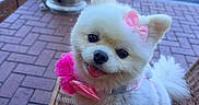 Gigi Zsa Zsa Gabore is registered to the contest to win money with this photo: accessory, animal, brick_floor, car, cute, daylight, dog, happy, outdoor, patio, pet, pink_bow, pink_flower, pomeranian, sitting, small_dog, smiling, tongue_out, white_fur, wicker_chair