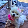 accessory, animal, brick_floor, car, cute, daylight, dog, happy, outdoor, patio, pet, pink_bow, pink_flower, pomeranian, sitting, small_dog, smiling, tongue_out, white_fur, wicker_chair