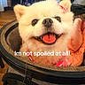 Gigi Zsa Zsa Gabore is registered to the contest to win money with this photo: animal, background_people, bow, chair, cozy, cute, dog, fabric, fur, happy, indoor, pampered, pet, pet_stroller, pomeranian, red_bow, smiling, text_overlay, tongue_out, wooden_floor