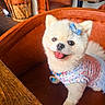 accessory, blue_bow, cafe, cozy, cute, dog, dress, fluffy, fur, happy, indoor, jewelry, leather_chair, orange_chair, pet, pomeranian, small_dog, smiling, table, tongue_out