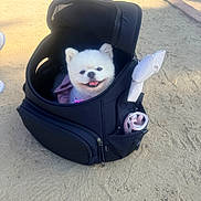 Gigi Zsa Zsa Gabore is registered to the contest to win money with this photo: accessory, backpack, canine, companion, cute, dirt_path, dog, fur, happy, leash, mesh, outdoor, pet, resting, small_dog, smiling, sunlight, travel, white_dog, zipper