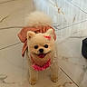 Gigi Zsa Zsa Gabore is registered to the contest to win money with this photo: adorable, animal, bow, collar, companion, cute, dog, domestic_animal, fluffy, fur, happy, indoor, pet, pink_bow, playful, pomeranian, small_dog, smiling, standing, tile_floor