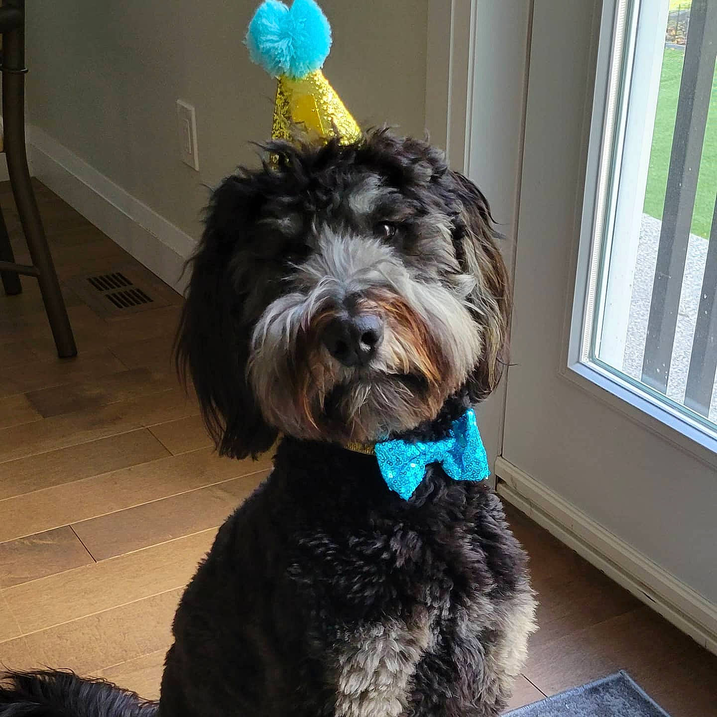 Crosby is registered to the contest to win money with this photo: canidae, carnivore, collar, companion_dog, dog, dog_breed, dog_collar, dog_supply, flooring, fur, liver, small_terrier, snout, sporting_group, terrier, toy_dog, water_dog, window, window_blind, working_animal