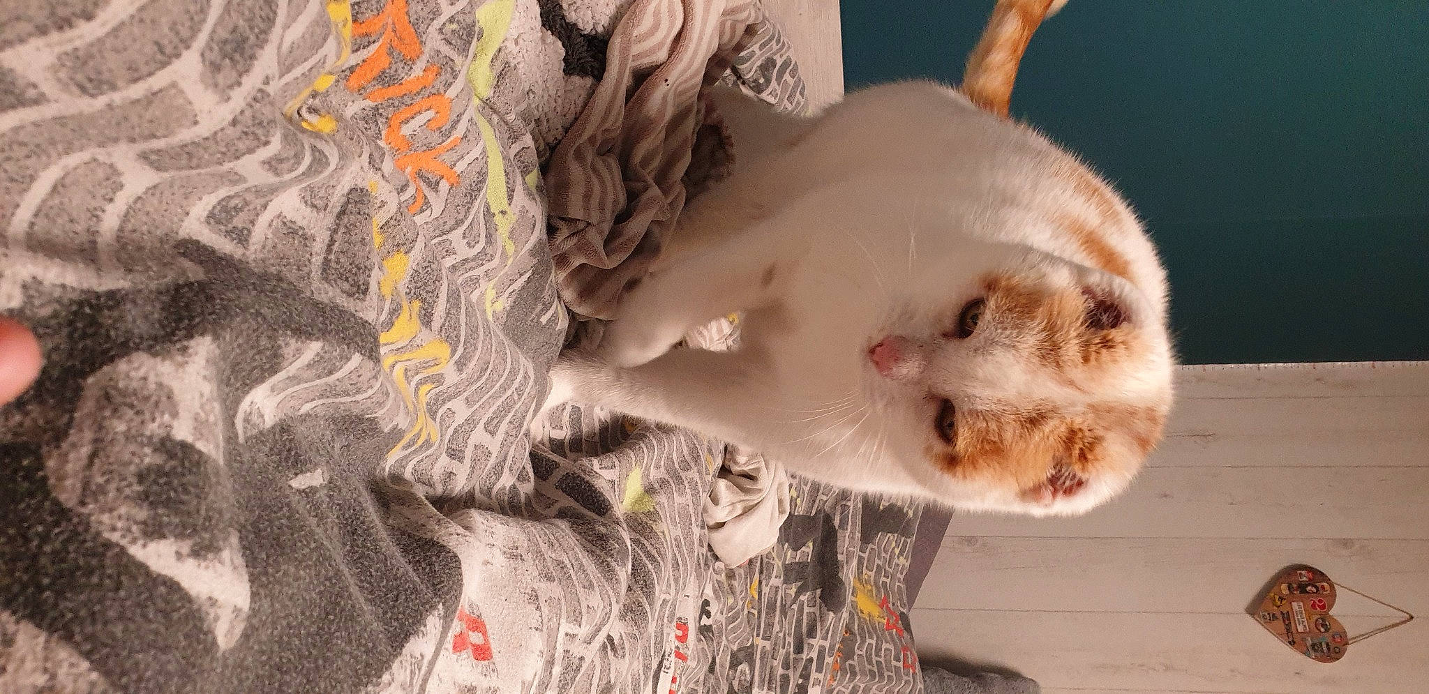 Coquin a rejoint le concours — aidez-le/la à gagner de superbes lots ! art, bone, canidae, carnivore, companion_dog, dog_breed, eyelash, fawn, felidae, fur, pattern, paw, skull, small_to_medium_sized_cats, snout, tail, tree, visual_arts, whiskers, wildlife