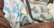 Jonahh is registered to the contest to win money with this photo: newborn, baby, sleeping, blanket, onesie, dog_pattern, cozy, soft, fabric, infant, child, cute, resting, warm, bedtime, comfort, indoor, portrait, peaceful, relaxation