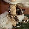 cat, fluffy, scratching_post, toy, wooden_floor, fur, indoor, pet, animal, playful, wide_eyes, close_up, cozy, ragdoll, brown, white, claws, curious, paw, resting