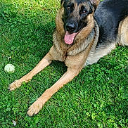 Alana joined the competition — help win amazing prizes! animal, canine, companion, dog, ears_up, fetch_ball, friendly, german_shepherd, grass, greenery, happy, lying_down, mammal, nature, outdoor, pet, playful, summer, sunlight, tongue_out