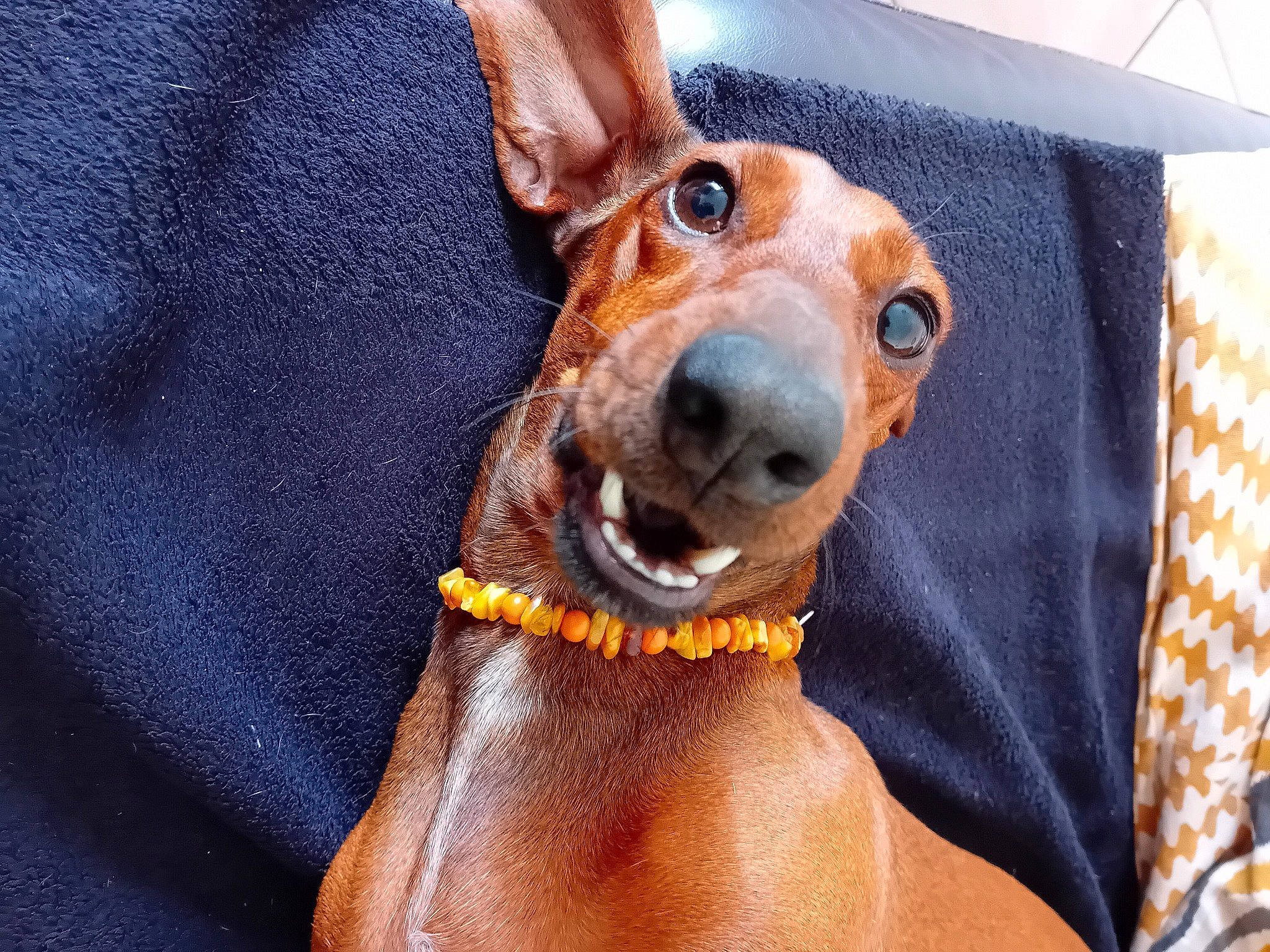 Rosie participe au concours pour gagner de l'argent avec cette photo : canidae, carnivore, collar, companion_dog, dog, dog_breed, dog_collar, dog_supply, ear, electric_blue, fawn, guard_dog, liver, pet_supply, puppy, snout, sporting_group, toy_dog, whiskers, working_animal