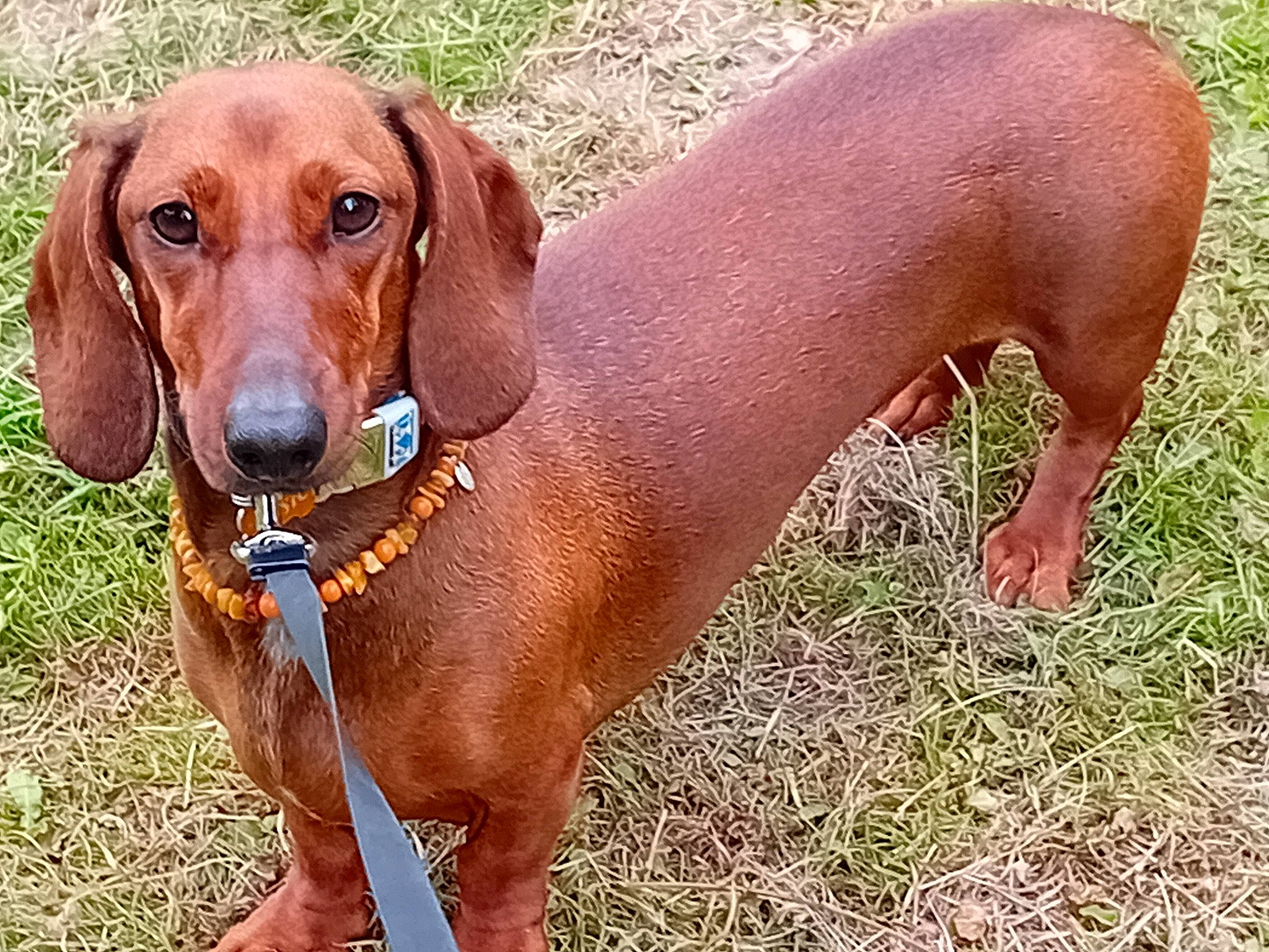 Rosie participe au concours pour gagner de l'argent avec cette photo : automotive_mirror, canidae, carnivore, collar, companion_dog, dog, dog_breed, dog_collar, dog_supply, door, fawn, grass, gun_dog, hound, liver, pet_supply, snout, sporting_group, terrestrial_animal, working_animal