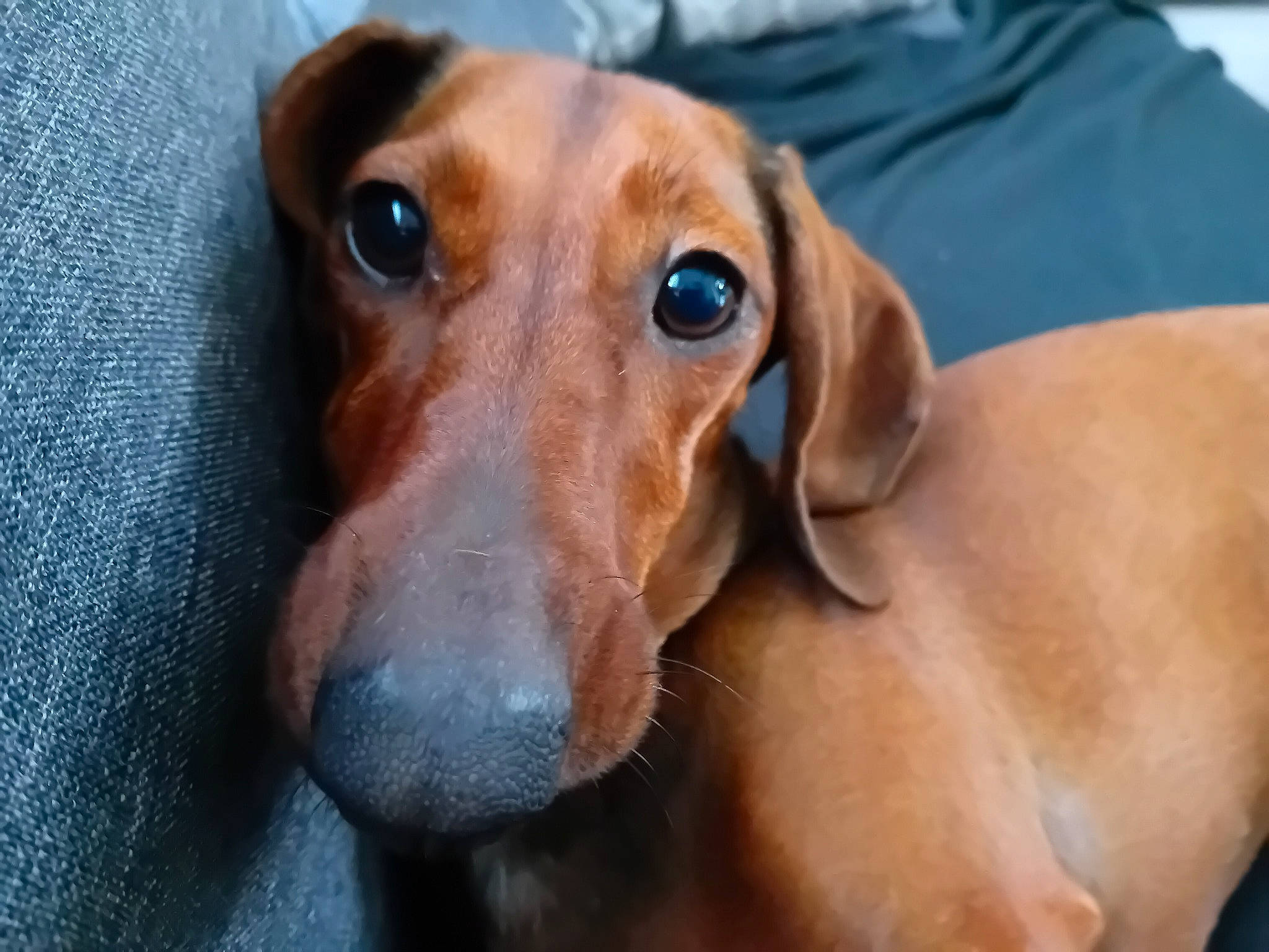 Rosie participe au concours pour gagner de l'argent avec cette photo : canidae, carnivore, companion_dog, dog, dog_breed, dog_supply, ear, eye, fawn, head, hound, hunting_dog, liver, pet_supply, scent_hound, snout, sporting_group, whiskers, working_animal