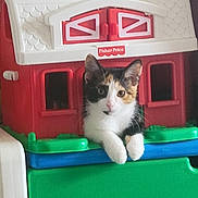 Lil' Bit is registered to the contest to win money with this photo: kitten, cat, toy, barn, fisher_price, calico, animal, pet, indoor, curious, resting, paws, plastic, colorful, plaything, window, house, cute, small, feline