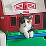 kitten, cat, toy, barn, fisher_price, calico, animal, pet, indoor, curious, resting, paws, plastic, colorful, plaything, window, house, cute, small, feline