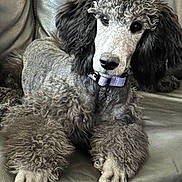 Ripley is registered to the contest to win money with this photo: animal, collar, companion, curly_fur, cute, dog, domestic_animal, ears, friendly, fur, gray, indoor, leather_couch, paw, pet, poodle, portrait, relaxed, sitting, snout
