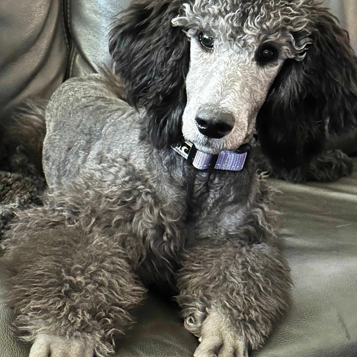 Ripley