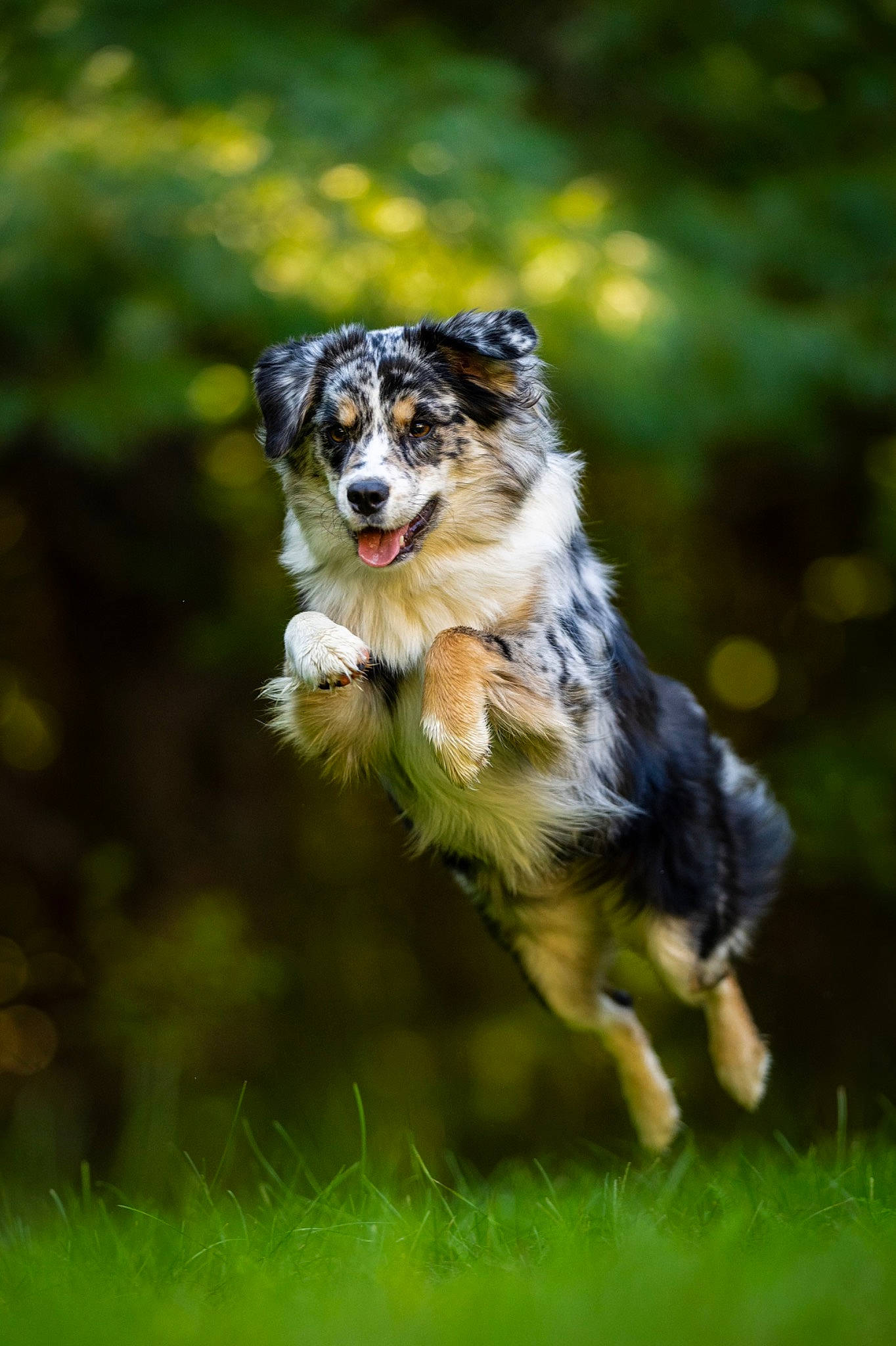 Denali joined the competition — help win amazing prizes! art, australian_shepherd, border_collie, canidae, carnivore, collie, companion_dog, dog, dog_agility, dog_breed, grass, herding_dog, plant, scotch_collie, sporting_group, tail, terrestrial_animal, tree, wildlife, working_dog