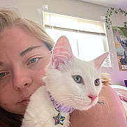 Periwinkle joined the competition — help win amazing prizes! person, cat, white_cat, collar, star_tag, indoor, window, poster, face, closeup, pet, cuddle, relaxed, fur, animal, home, light, curious, portrait, blonde_hair
