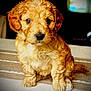 puppy, dog, cute, fluffy, brown, pet, animal, indoor, young, sitting, adorable, fur, portrait, companion, domestic, friendly, canine, small, cute_face, curly_fur