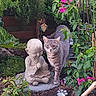 animal, cat, curious_cat, decor, flowers, foliage, garden, garden_tools, greenery, meditation, nature, outdoor, peaceful, pink_flowers, plants, sculpture, serene, soil, statue, tabby_cat
