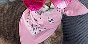 Roxie a rejoint le concours — aidez-le/la à gagner de superbes lots ! accessories, animal, bandana, bowtie, cat, chair, clothing, couch, flower, formalwear, furniture, headband, homedecor, kitten, manx, pet, petal, plant, scarf, tie