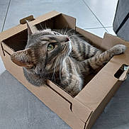Roxie participe au concours pour gagner de l'argent avec cette photo : animal, box, cardboard_box, cat, close_up, curious, cute, domestic_cat, ears, feline, floor, green_eyes, home, indoor, pet, playful, relaxed, sitting, tabby, whiskers