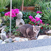 Roxie a rejoint le concours — aidez-le/la à gagner de superbes lots ! animal, cat, feline, flowers, garden, gray_tabby, greenery, ground, meditation, nature, outdoor, pet, pink_flowers, plants, relaxing, rocks, serene, shrubbery, statue, zen