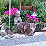 cat, gray_tabby, garden, flowers, pink_flowers, statue, rocks, plants, greenery, outdoor, nature, zen, meditation, serene, pet, animal, feline, relaxing, ground, shrubbery