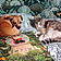 Truffe Et Snoopy