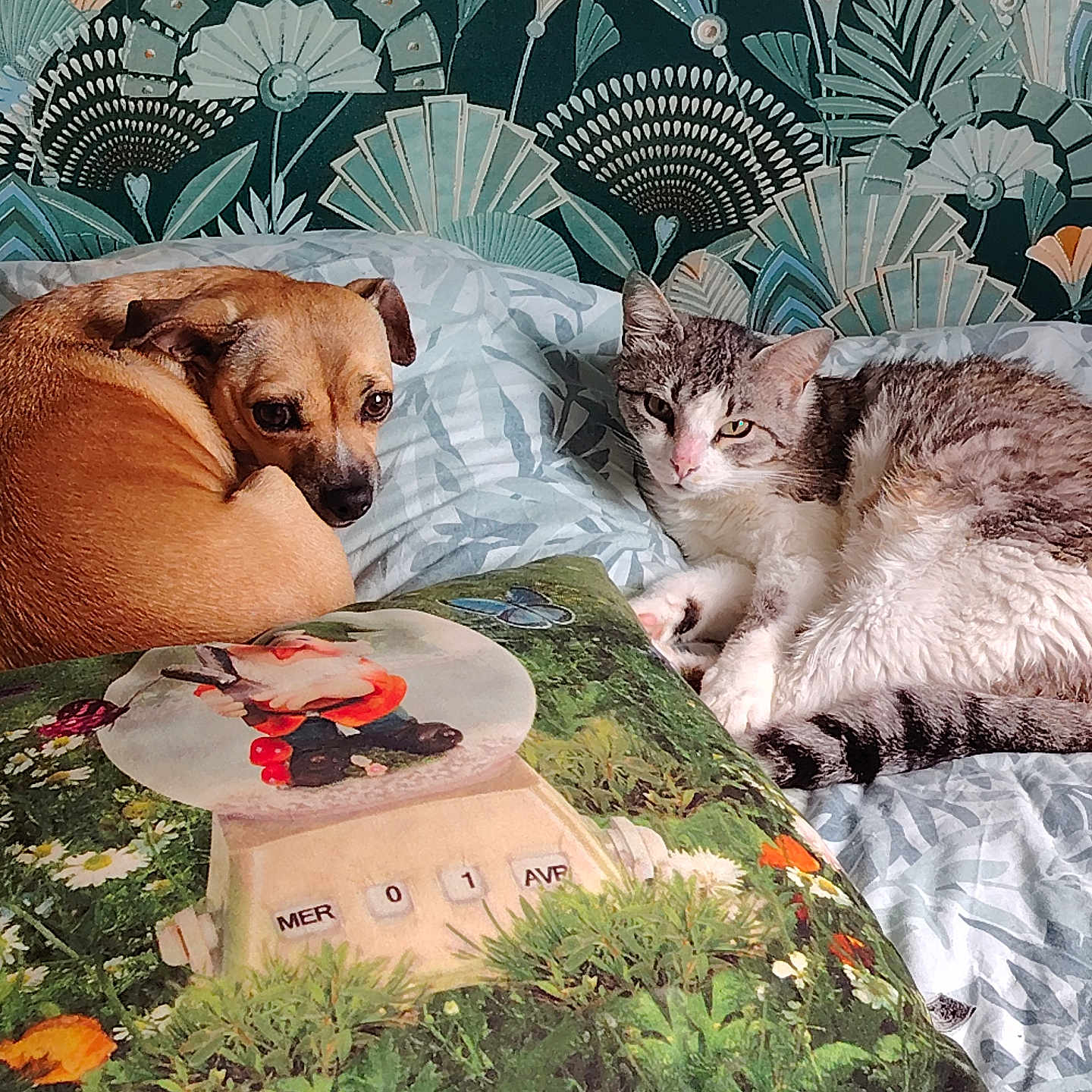 Truffe Et Snoopy a rejoint le concours — aidez-le/la à gagner de superbes lots ! animal, bed, bedding, brown_dog, cat, companion, cozy, curled_up, cute, dog, fur, gray_cat, home, indoor, patterned_wallpaper, pet, pillow, relaxed, resting, white_cat
