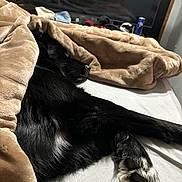 Dolly joined the competition — help win amazing prizes! animal, bed, bedroom, blanket, canine, cat, computerhardware, couch, dog, electronics, furniture, hardware, homedecor, indoors, interiordesign, person, pet, quilt, room, sleeping