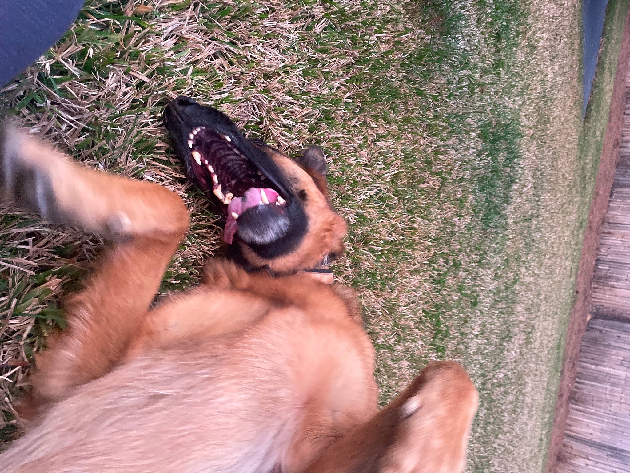 Angel is registered to the contest to win money with this photo: barefoot, dog_breed, eyewear, fawn, finger, foot, gesture, grass, hand, happy, human_leg, nail, organism, paw, people_in_nature, thumb, toe, tree, trunk, wrist