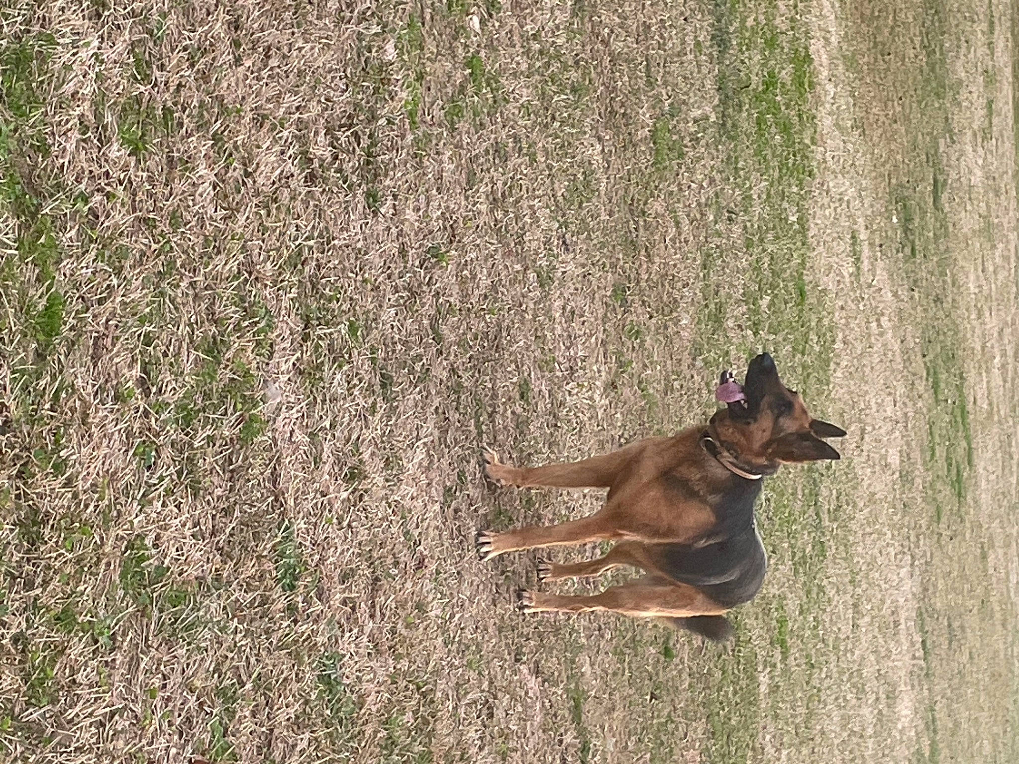 Angel is registered to the contest to win money with this photo: canidae, carnivore, companion_dog, dog, dog_breed, fawn, grass, groundcover, people_in_nature, plant, snout, soil, sporting_group, tail, terrestrial_animal, tree, trunk, wildlife, wood, working_dog