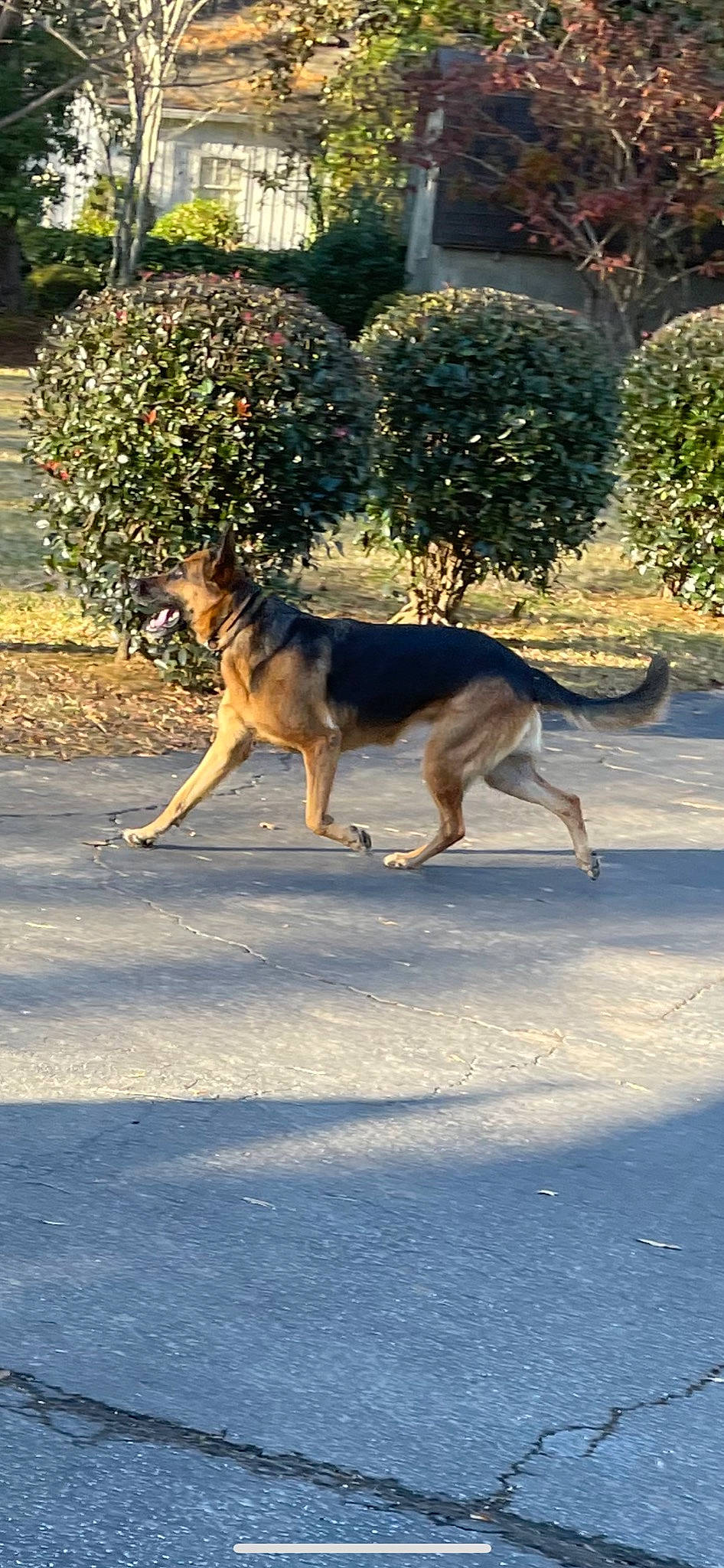 Angel is registered to the contest to win money with this photo: asphalt, canidae, carnivore, dog, dog_breed, east_european_shepherd, fawn, german_shepherd_dog, grass, herding_dog, law_enforcement, old_german_shepherd_dog, plant, road_surface, shadow, snout, sporting_group, tail, terrestrial_animal, tree