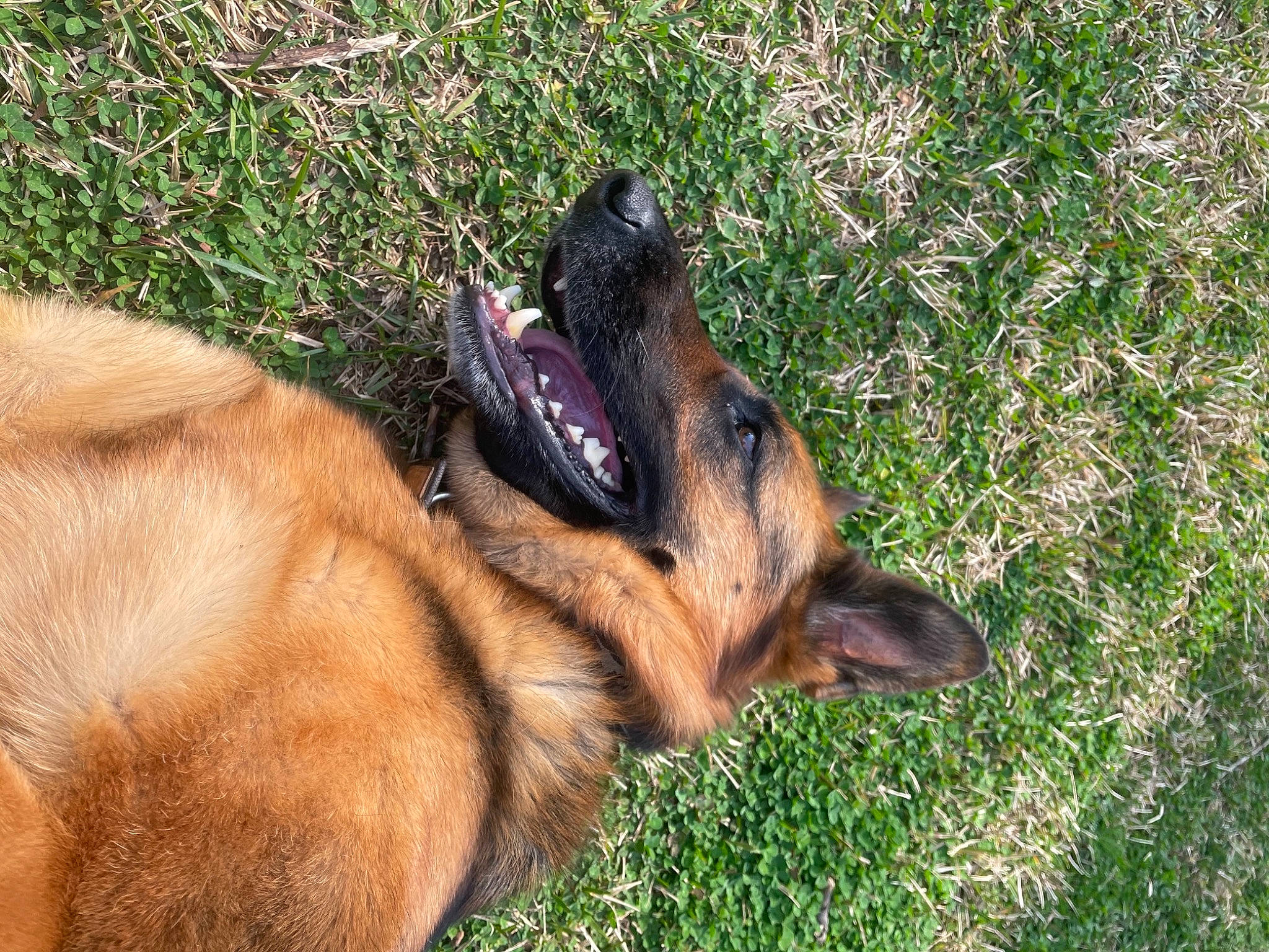 Angel joined the competition — help win amazing prizes! canidae, carnivore, companion_dog, dog, dog_breed, fawn, fur, german_shepherd_dog, grass, guard_dog, old_german_shepherd_dog, paw, pinscher, plant, snout, sporting_group, street_dog, terrestrial_animal, working_animal, working_dog