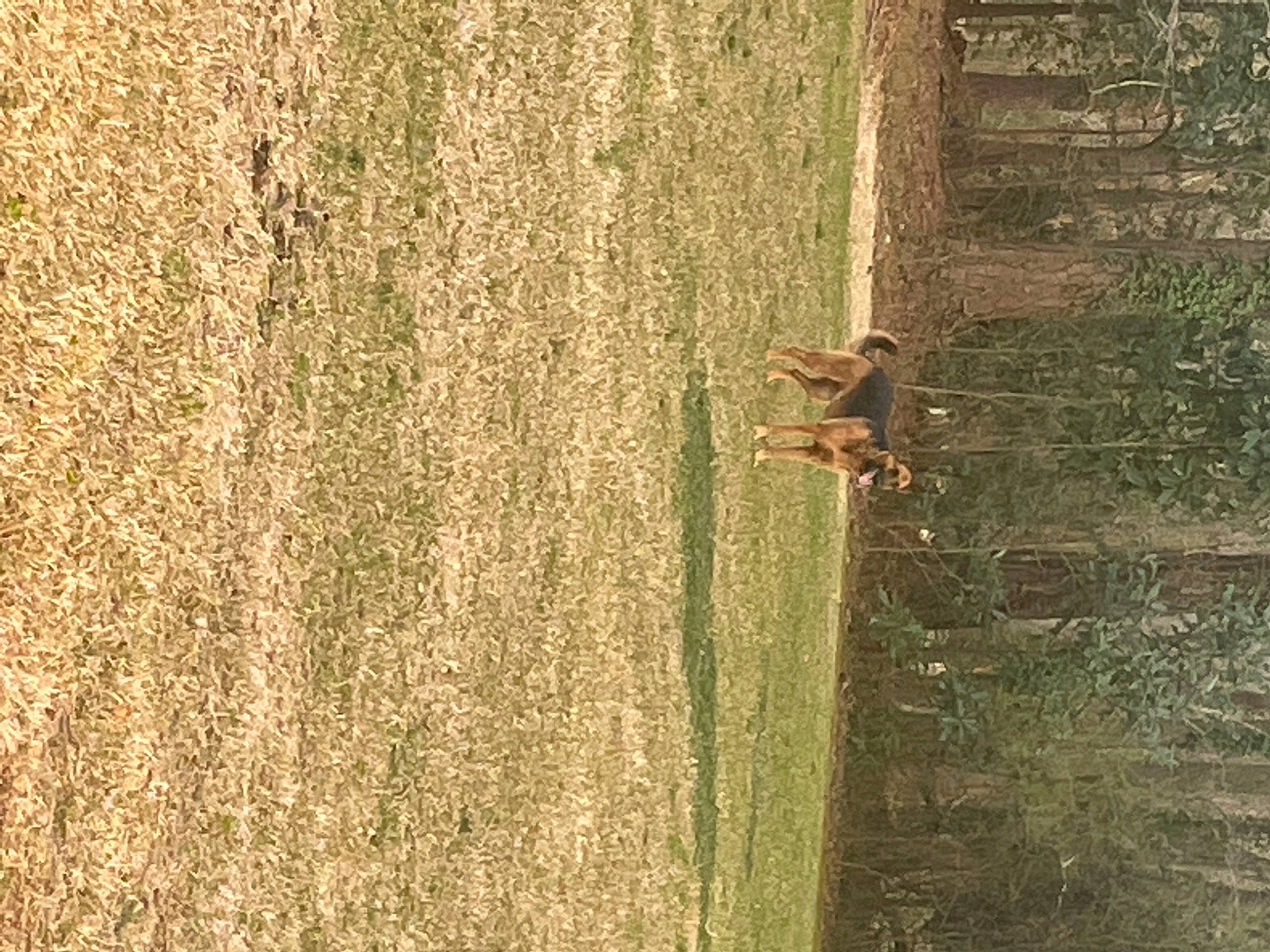 Angel joined the competition — help win amazing prizes! brown, field, flooring, forest, grass, grass_family, grassland, hardwood, landscape, parasite, plant, plant_stem, shadow, soil, tints_and_shades, tree, trunk, wildlife, wood, wood_stain