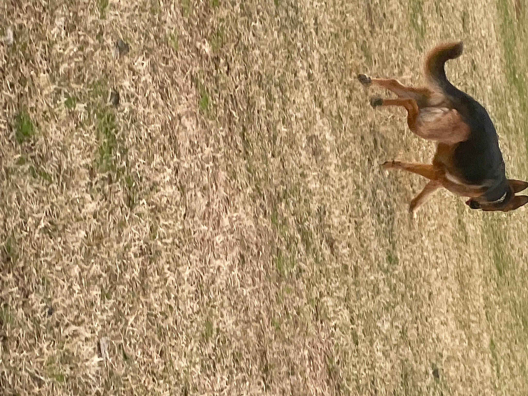 Angel is registered to the contest to win money with this photo: agriculture, canidae, carnivore, dog, dog_breed, fawn, field, grass, grassland, pasture, people_in_nature, plant, shadow, soil, sporting_group, tail, terrestrial_animal, tree, wildlife, wood