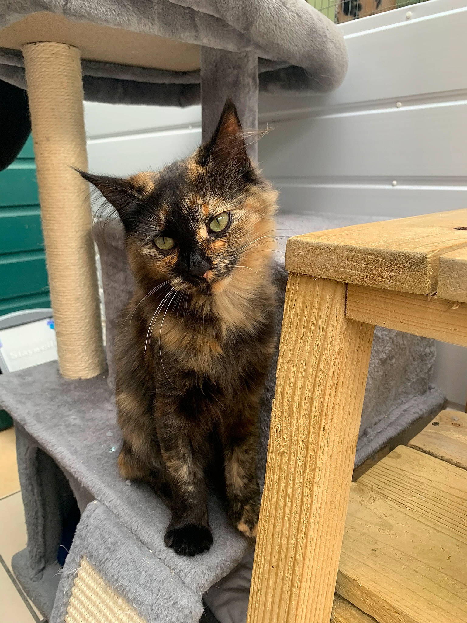 Cha-cha is registered to the contest to win money with this photo: carnivore, cat, chair, claw, domestic_short_haired_cat, felidae, flooring, fur, grey, hardwood, outdoor_furniture, plank, small_to_medium_sized_cats, table, tail, terrestrial_animal, whiskers, window, wood, wood_stain