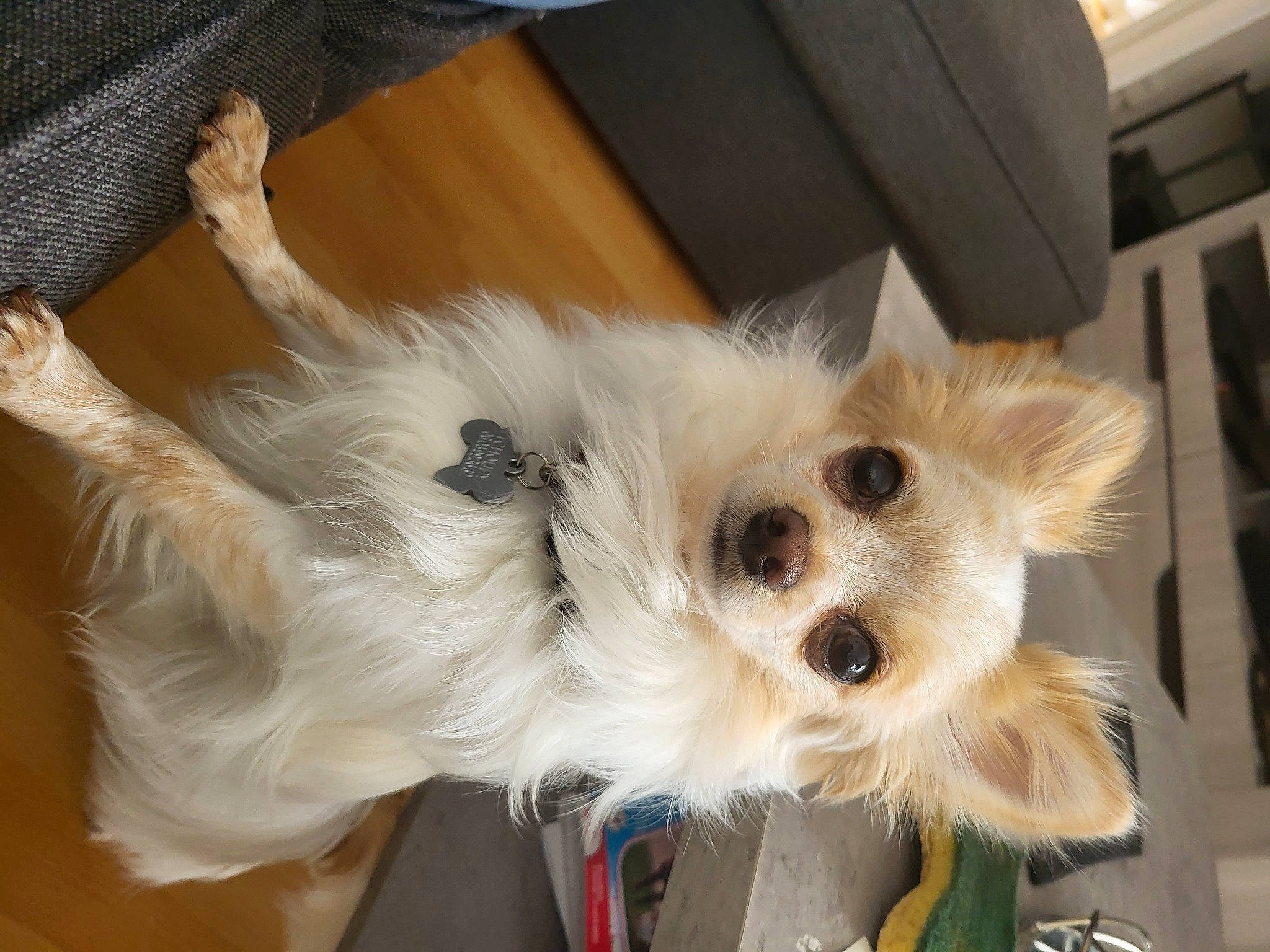 Tchoupy participe au concours pour gagner de l'argent avec cette photo : canidae, carnivore, collar, companion_dog, dog, dog_breed, dog_supply, fawn, felidae, fur, german_spitz, pet_supply, pomeranian, small_terrier, small_to_medium_sized_cats, spitz, sporting_group, toy_dog, volpino_italiano, whiskers