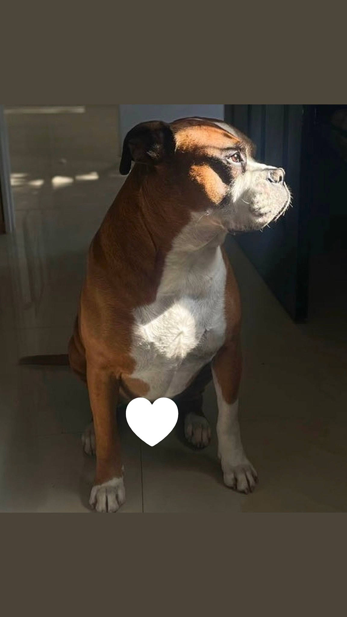 Dahmer joined the competition — help win amazing prizes! art, bulldog, canidae, carnivore, companion_dog, dog, dog_breed, fawn, fur, liver, molosser, sculpture, snout, sporting_group, tail, terrestrial_animal, whiskers, window, wood, working_animal